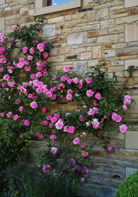 Sole to Soul-Bentham-Climbing rose in the garden Climbing roses in the garden of Sole to Soul Bentham