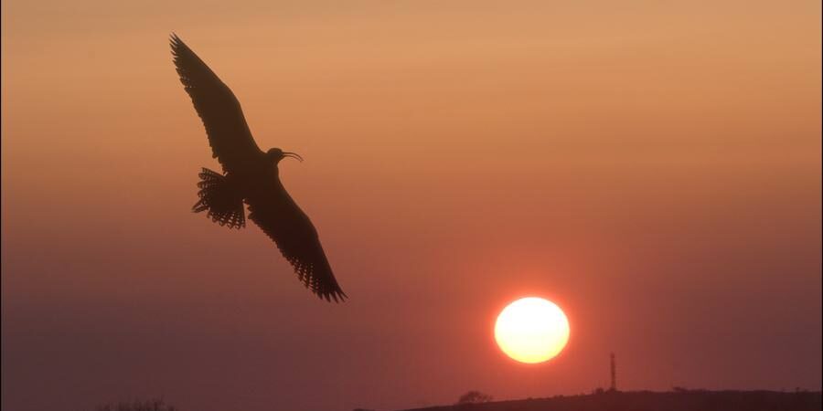 Curlew flying at sunset